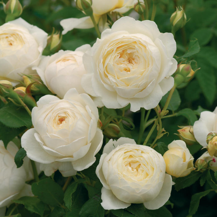 Claire Austin