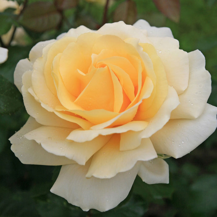 Eleganza® Winter Sun