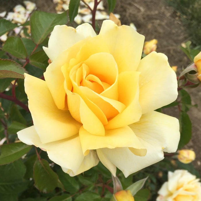 Eleganza® Winter Sun