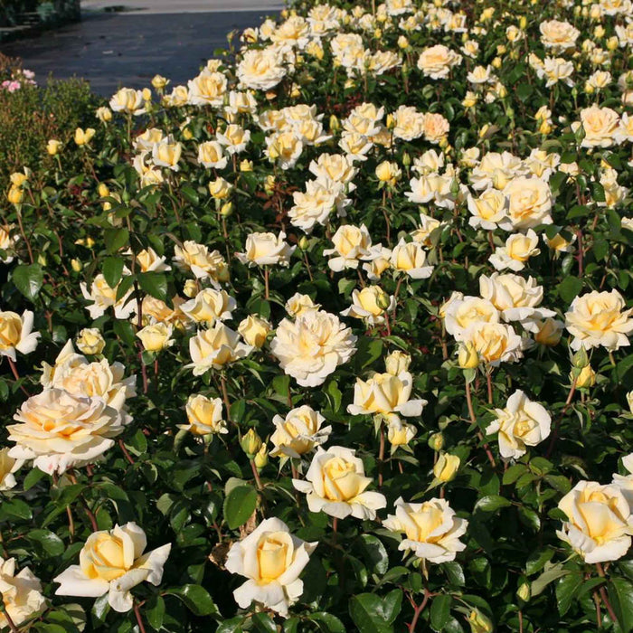 Eleganza® Winter Sun