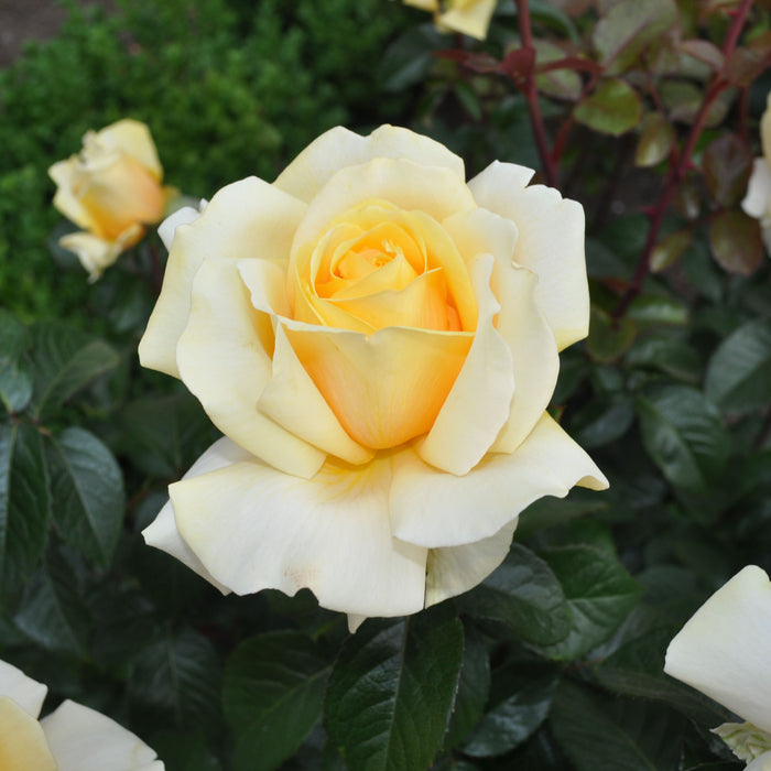 Eleganza® Winter Sun