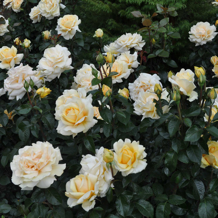 Eleganza® Winter Sun