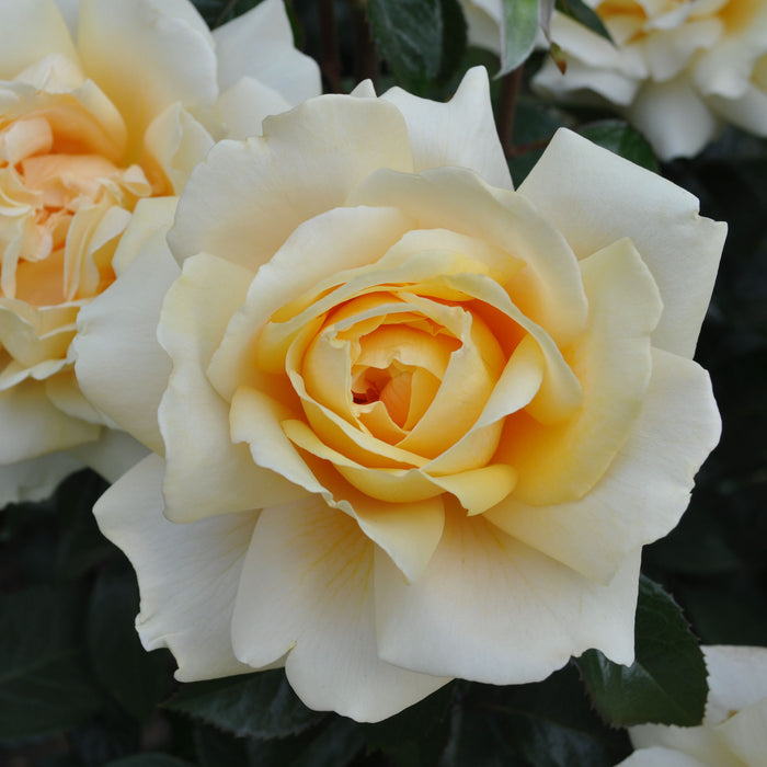 Eleganza® Winter Sun