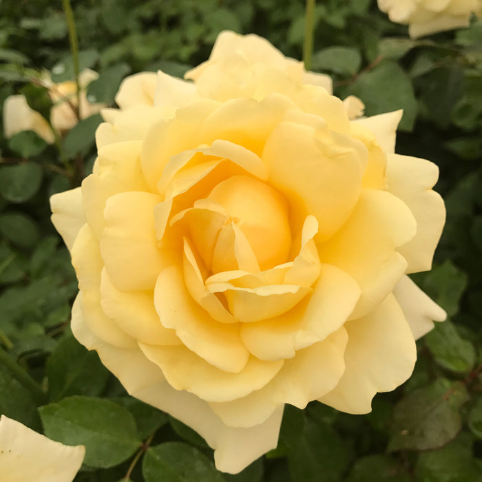 Eleganza® Winter Sun