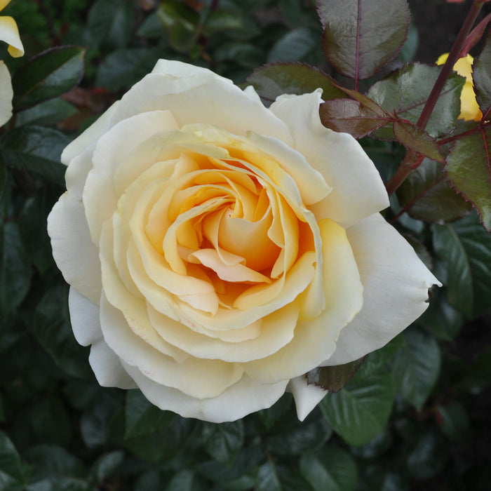 Eleganza® Winter Sun