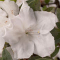 Azalea Encore® Autumn Lily®