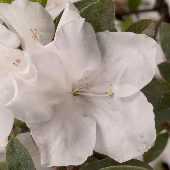 Azalea Encore® Autumn Lily®