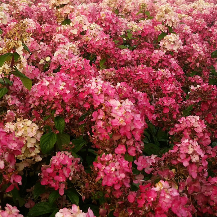 Fire Light Hydrangea