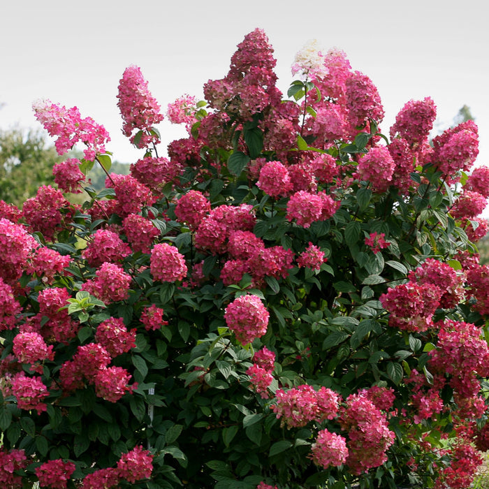 Fire Light Hydrangea