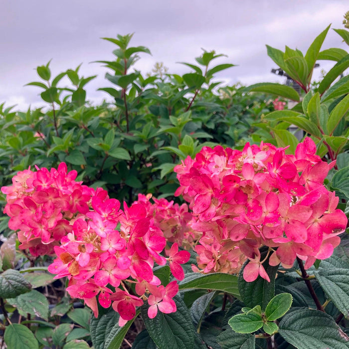 Fire Light Hydrangea