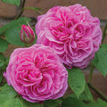 Gertrude Jekyll®