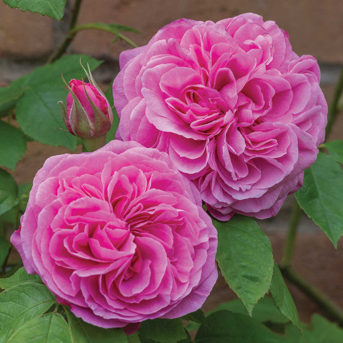 Gertrude Jekyll®