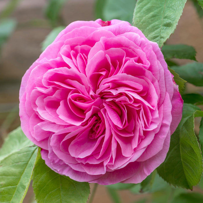 Gertrude Jekyll®