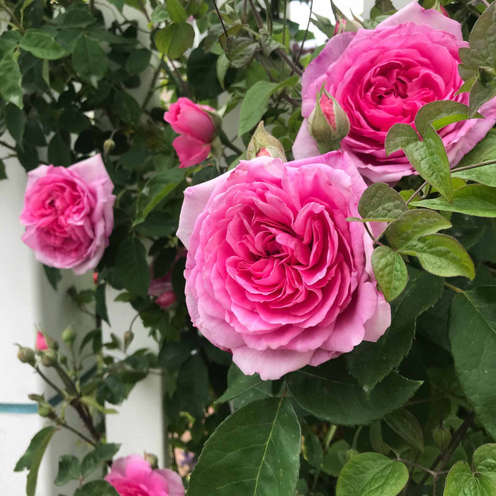 Gertrude Jekyll®