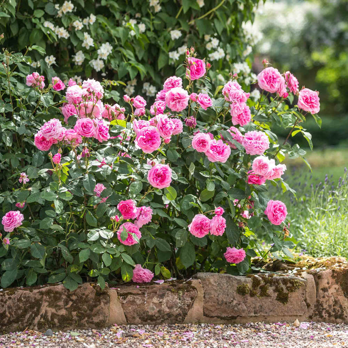 Gertrude Jekyll®