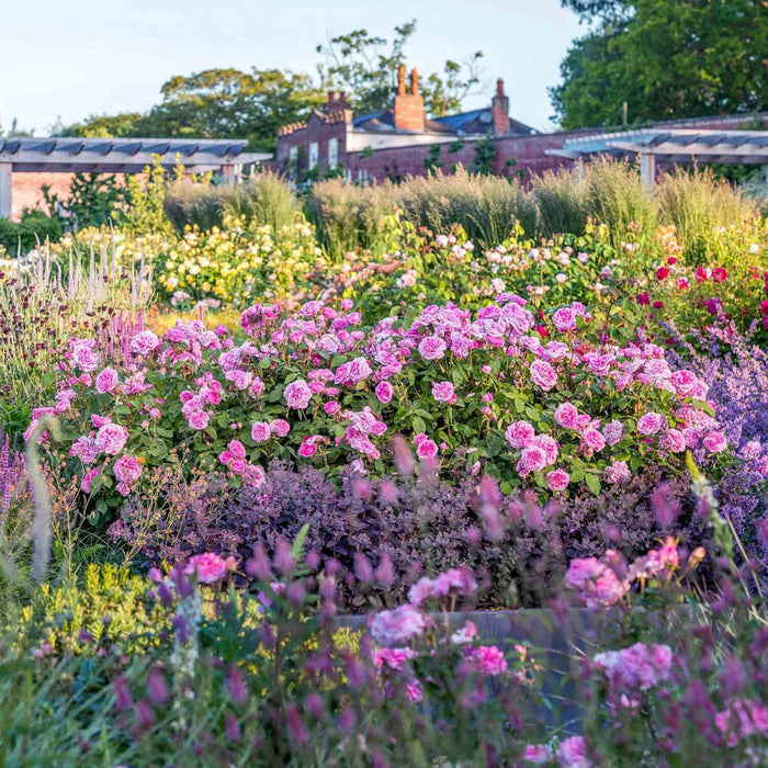 Gertrude Jekyll®