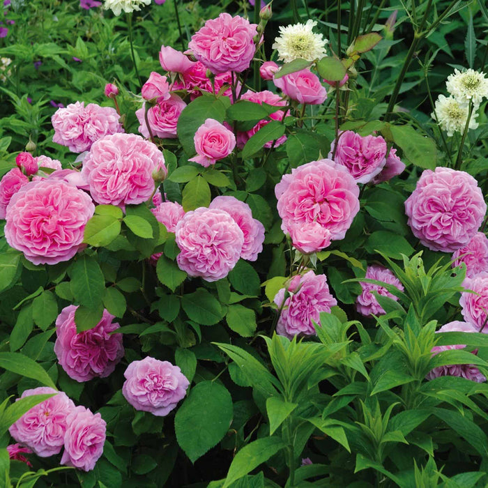 Gertrude Jekyll®