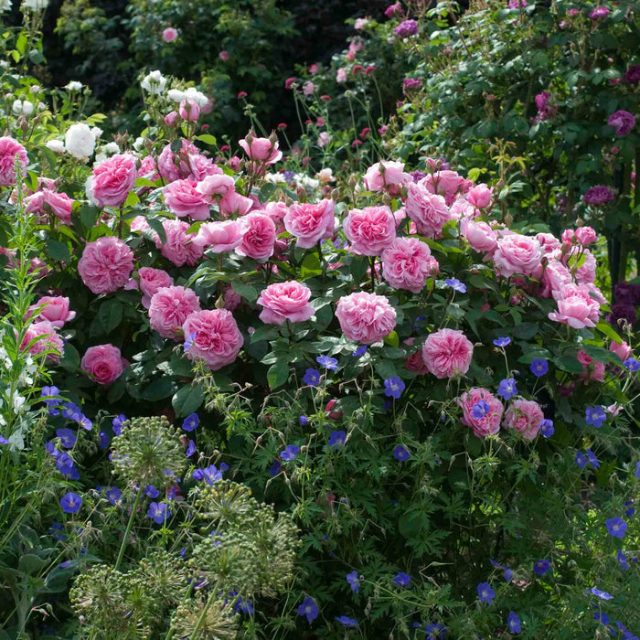 Gertrude Jekyll®