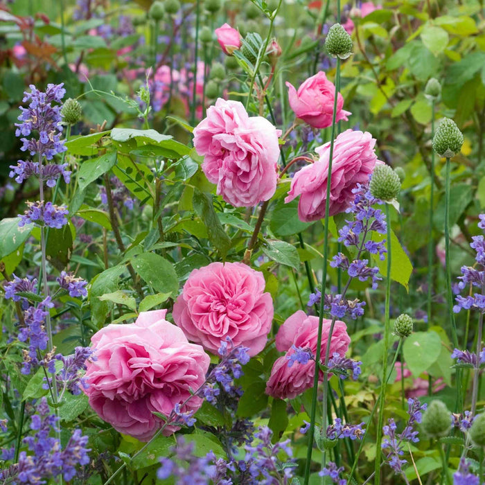 Gertrude Jekyll®