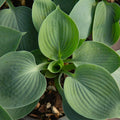 Hosta Hadspen Blue