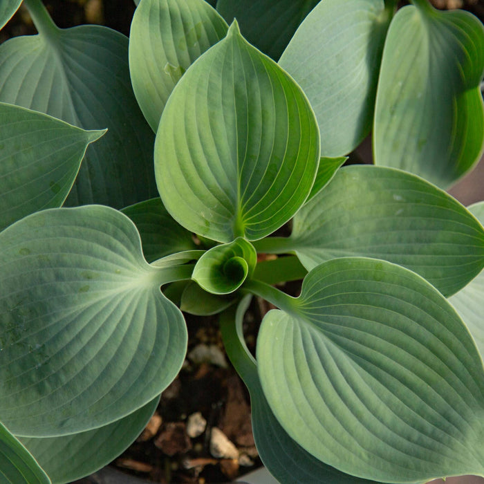 Hosta Hadspen Blue
