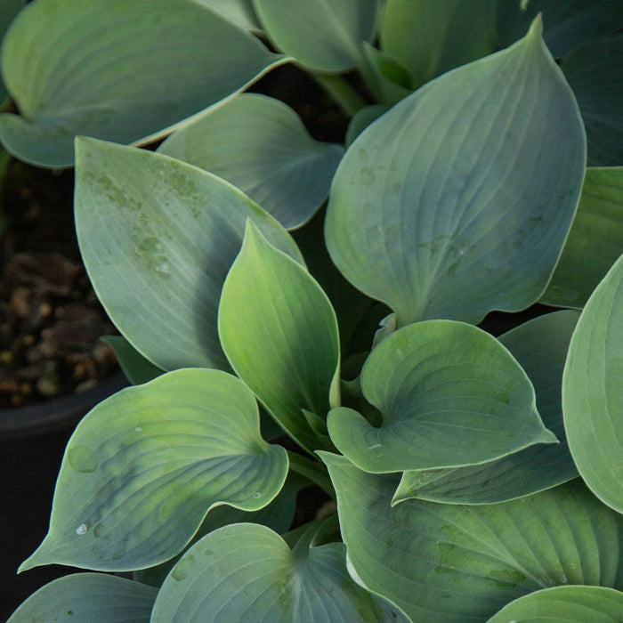 Hosta Hadspen Blue