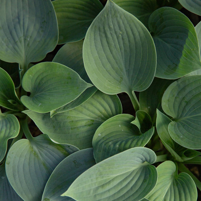 Hosta Hadspen Blue