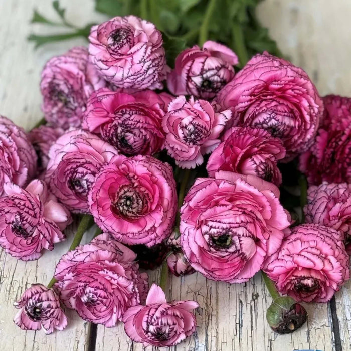 Hot Pink Striato