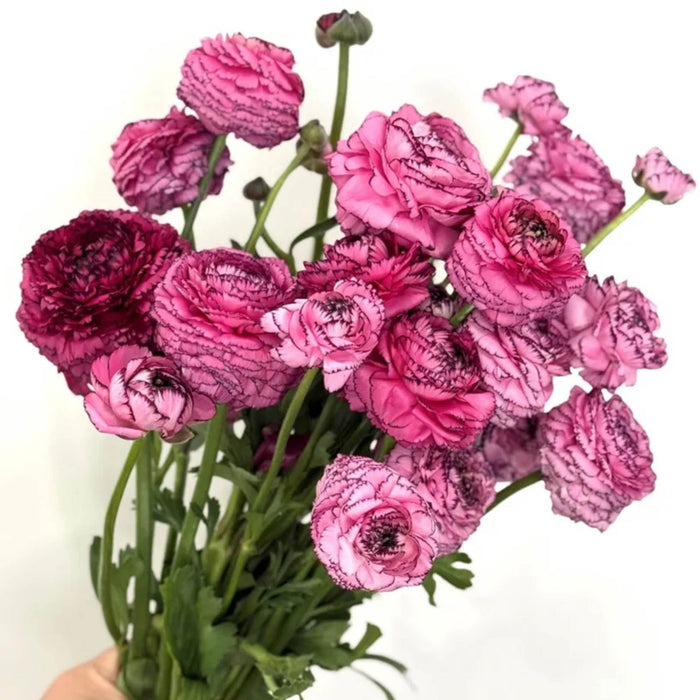 Hot Pink Striato
