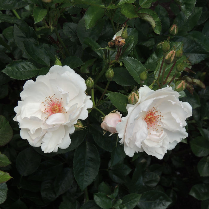 Jacqueline du Pré™