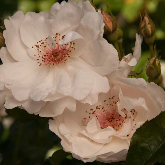 Jacqueline du Pré™