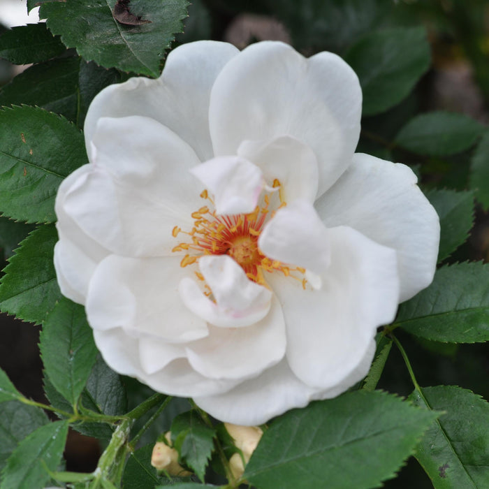 Jacqueline du Pré™