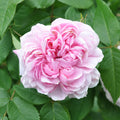 Jacques Cartier