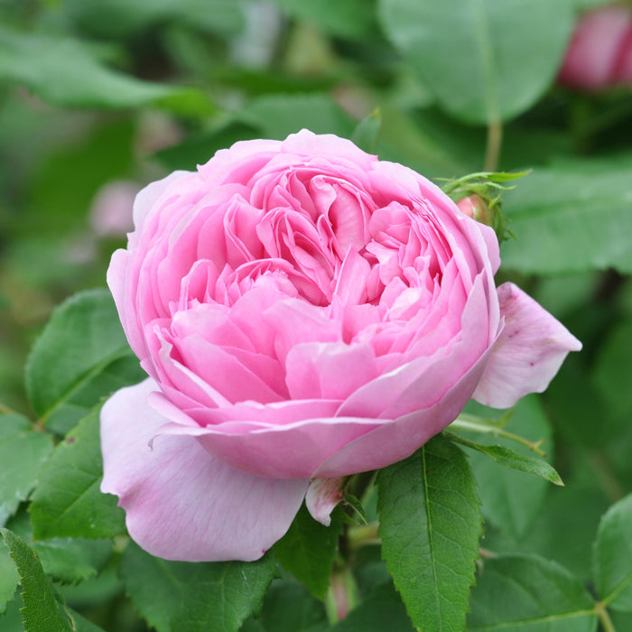 Jacques Cartier