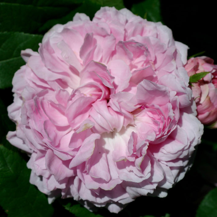 Jacques Cartier