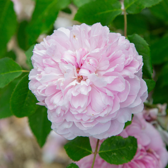 Jacques Cartier