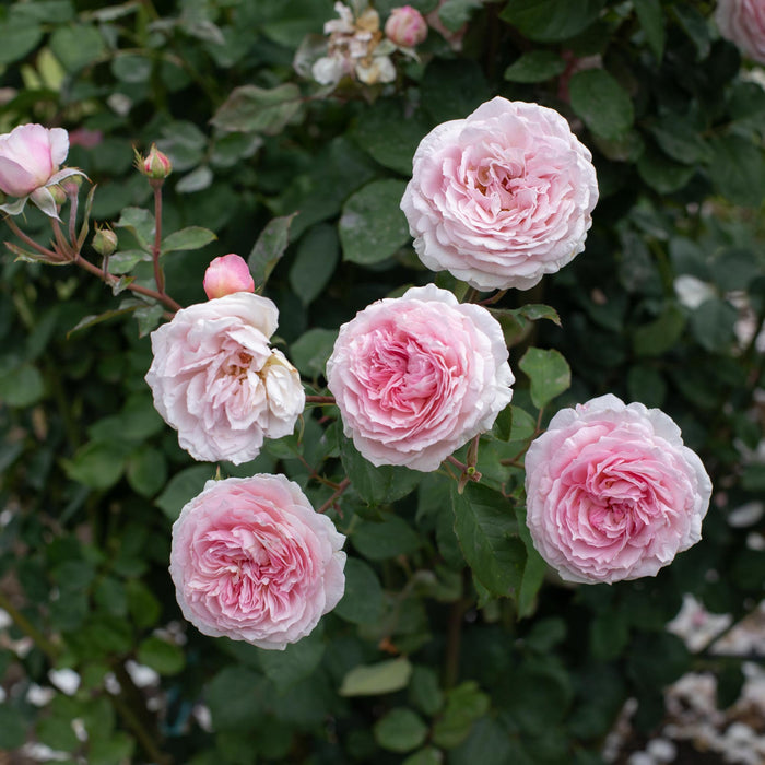 James Galway®