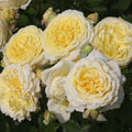 Karl Ploberger Rose