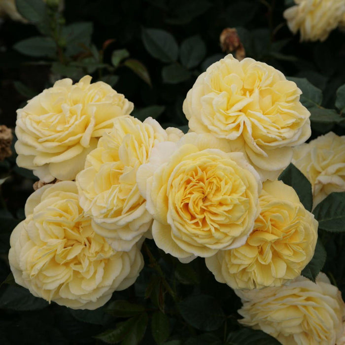 Karl Ploberger Rose