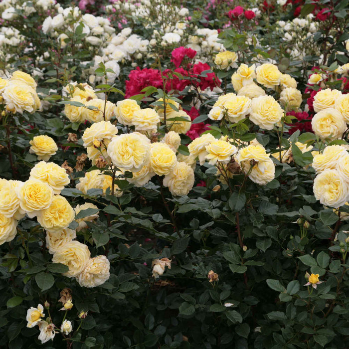 Karl Ploberger Rose