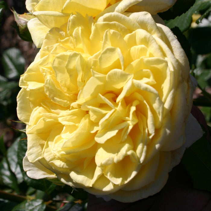 Karl Ploberger Rose