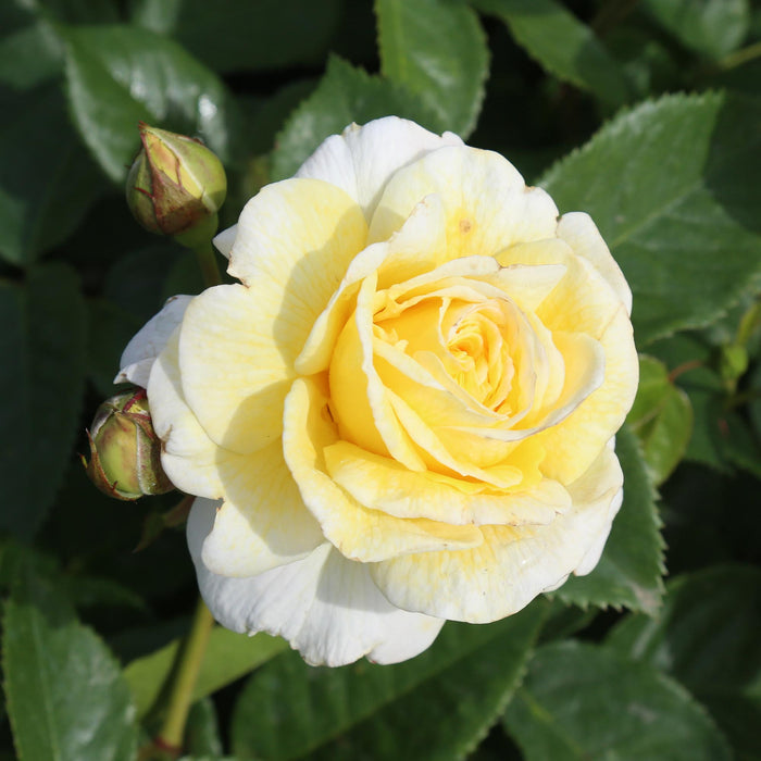 Karl Ploberger Rose