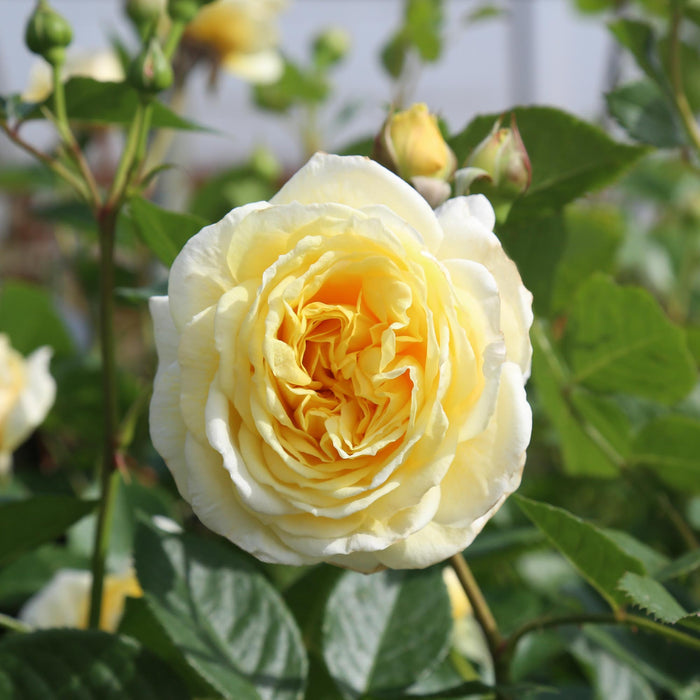 Karl Ploberger Rose