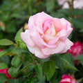La Fleurette