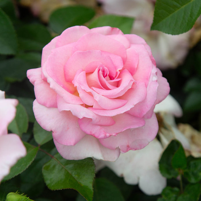 La Fleurette