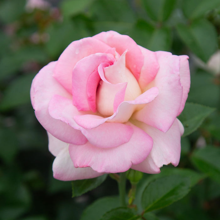 La Fleurette