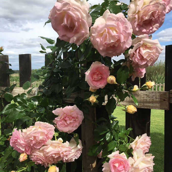 La Fleurette