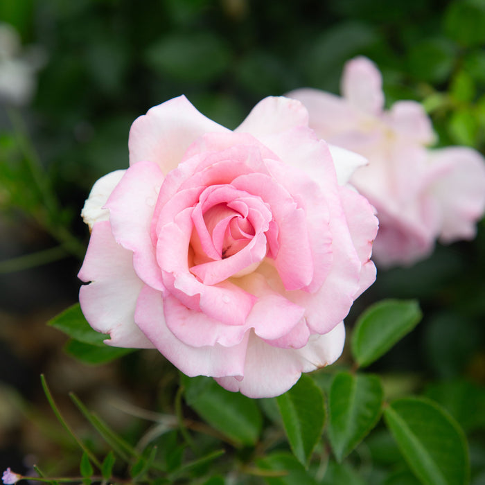 La Fleurette