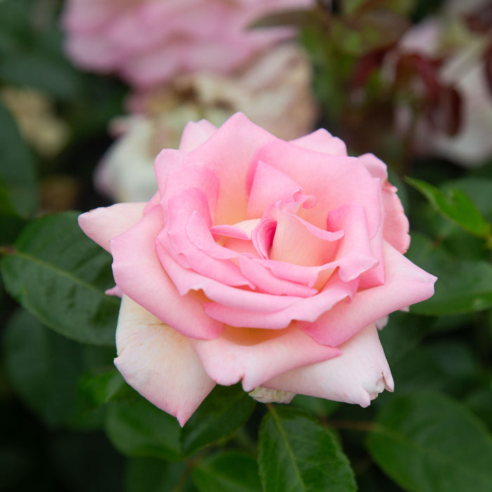 La Fleurette