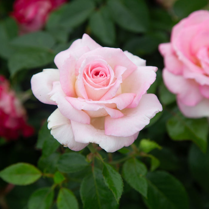 La Fleurette